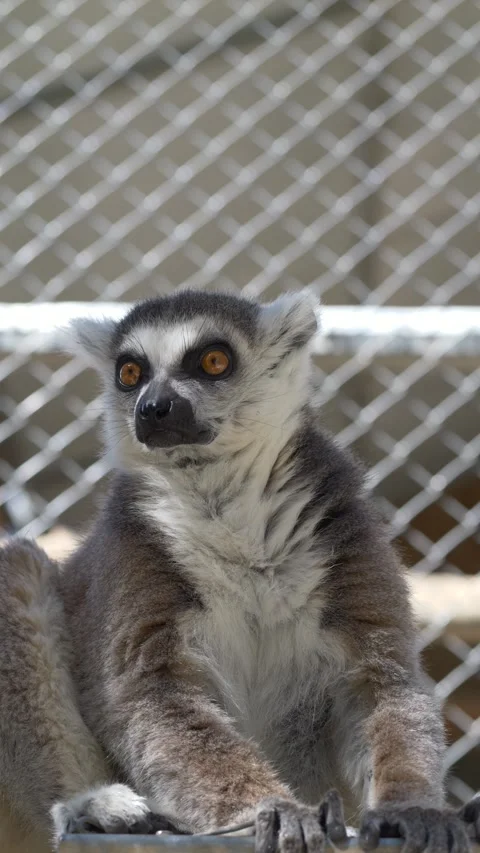 Lemur catta ring tailed lemur sitting and looking forward in enclosure. Lemur Vídeo Stock 331995324