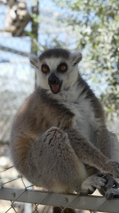 Lemur catta ring tailed lemur sitting sideways on platform. Primate shows Stock Footage 331995675