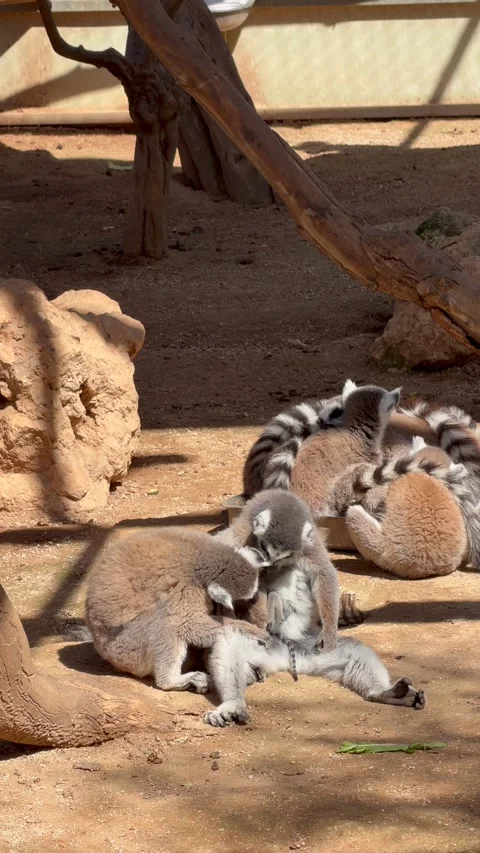 Lemur catta ring-tailed lemur parents groom and lick baby infant in tender Stock-Footage 334703802
