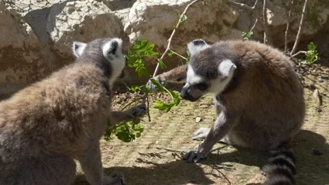 Lemur catta ring tailed lemurs eating leaves in group. Lemur feeding behavior Stock Footage 331945072