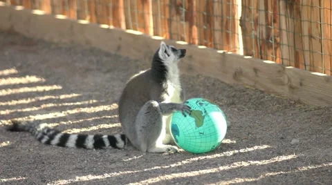 Lemur Catta sitting with balls in the paddock Video stock 68333319