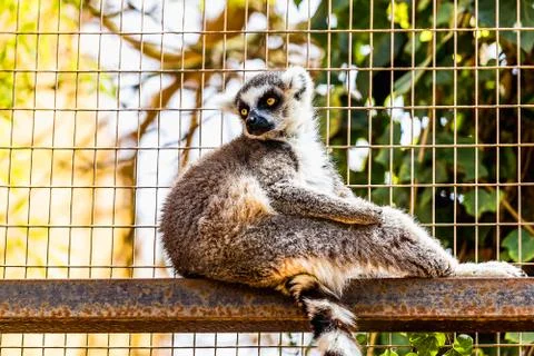 Lemur in cell Foto stock