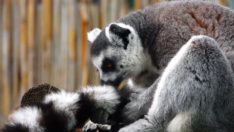 Lemur cleans its fur on a blurred gray background.slow motion Stock Footage 214660462