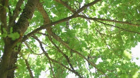 A Lemur is Climbing up a Tree Branch Slow Motion Stock-Footage 345879524