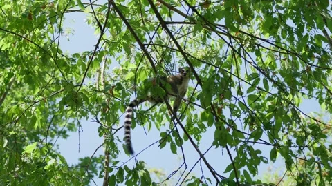 A Lemur is Climbing a Tree Stock Footage 345595309