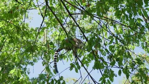 A Lemur is Climbing a Tree Slow Motion Stock Footage 345711299