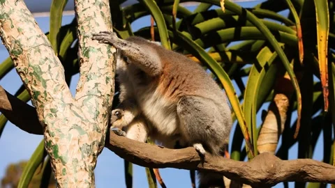 Lemur Climbing Tree at Zoo Vídeo Stock 301513582