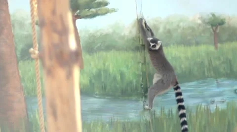 Lemur climbs the wall zoo Video stock 68333625
