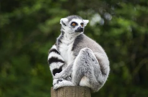 Lemur close up 4 Stock Photos