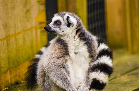 Lemur close up 6 Stock Photos