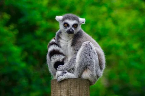 Lemur close up 7 Stock Photos