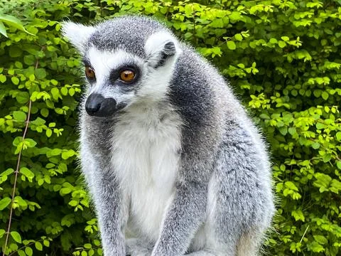 Lemur close-up and fluffy Stock Photos