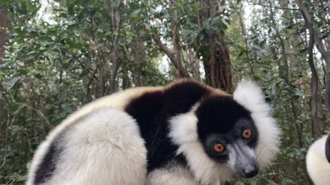 Lemur - close-up face head detail with yellow eye. Black-and-white ruffed lemur, Vídeos de archivo 221093881