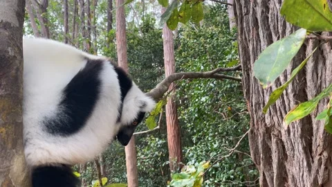 Lemur - close-up face head detail with yellow eye. Black-and-white ruffed lemur, 動画素材 221576846