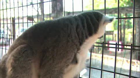 Lemur close up Stock Footage 11078985