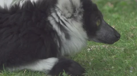 Lemur Close Up Stock Footage 65822737