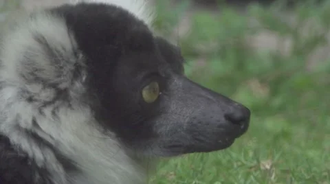 Lemur Close Up, Looks At Camera Stock Footage 65823065