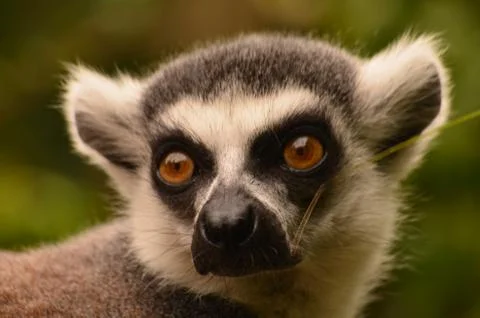 Lemur close-up 库存照片