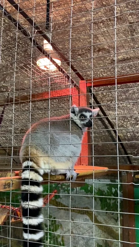 A lemur in a contact zoo. Video stock 342794429
