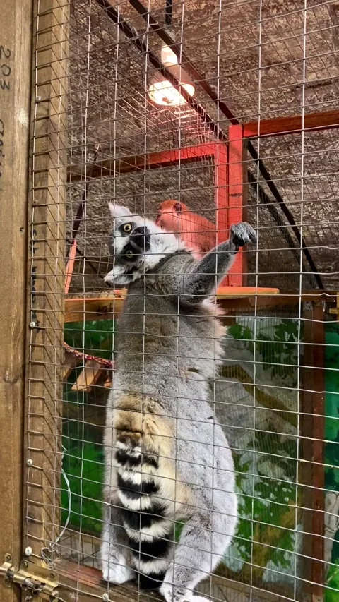 A lemur in a contact zoo. Video stock 342794436
