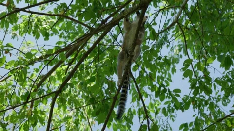 A Lemur is Crawling Along a Branch Slow Motion Stock Footage 344150078