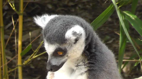 Lemur CU Eating Stock Footage 22516121