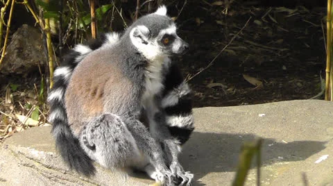 Lemur CU Stock Footage 22516146