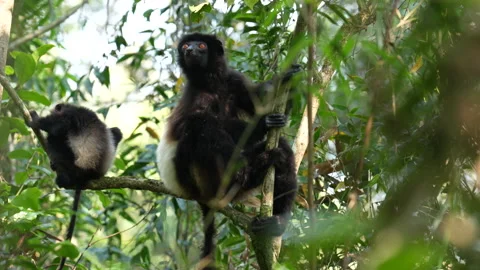 Lemur with cub babe on the tree. Milne-Edwards's sifaka, Propithecus edwardsi, R Stock Footage 220258795