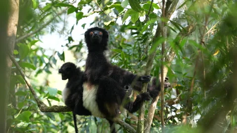 Lemur with cub babe on the tree. Milne-Edwards's sifaka, Propithecus edwardsi, R Stock Footage 220258798
