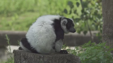 Lemur On a Cutted Tree Stock Footage 65821771