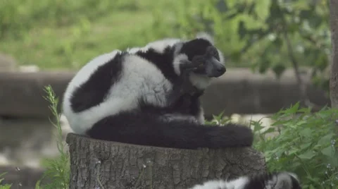 Lemur on a Cutted Tree Stock Footage 65824100