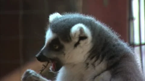 Lemur eating close up Stock Footage 11078988