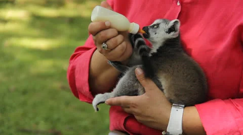 Lemur eating Stock Footage 24771466