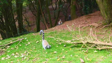 A lemur eating the grass. Stock Footage 103784043