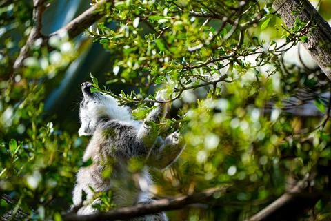 Lemur eating leaves in the tree. Stock Photos