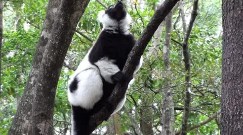Lemur eating in a tree Stock Footage 12099565