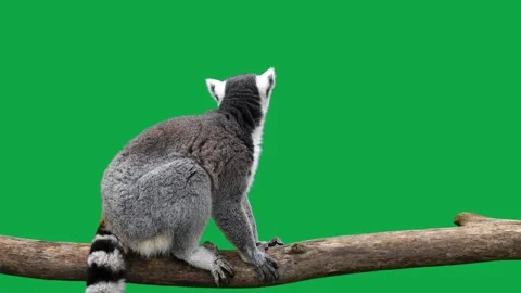 Lemur eats and looks in different directions in a green screen Video stock 212114354