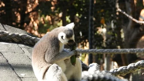 Lemur eats a cucumber with pleasure. Stock Footage 164866561