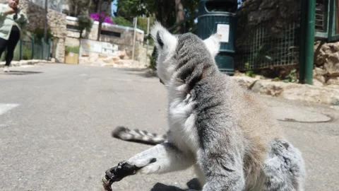 Lemur eats fallen ice cream at the zoo close up Stock Footage 200581106