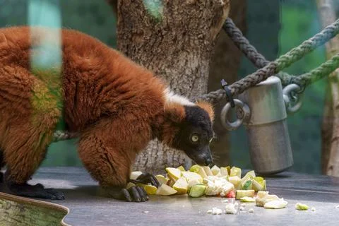 Lemur eats fruit at the zoo in springtime while visitors watch from behind .. 库存照片