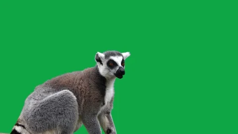 Lemur eats on green screen Stock-Footage 212111617