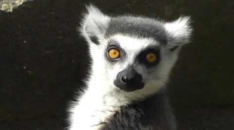 Lemur ECU to camera Stock Footage 22516184