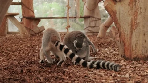 Lemur in an enclosure Video stock 160342496