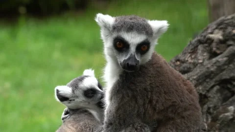 Lemur face, close-up portrait of Madagascar monkey.  Ring-tailed Lemur, Lemur ca Video stock 164020969