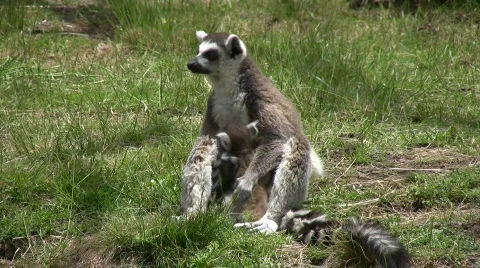 Lemur Family Stock Footage