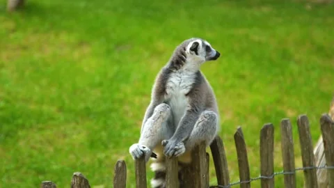 Lemur is Feeding. Close-up view on lemurs, sammer day, have fun on holidays Stock Footage 104590393