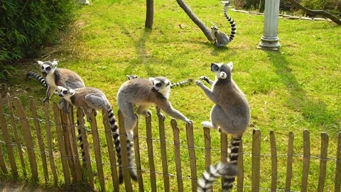 Lemur is Feeding. Close-up view on lemurs, sammer day, have fun on holidays Stock Footage 104590400