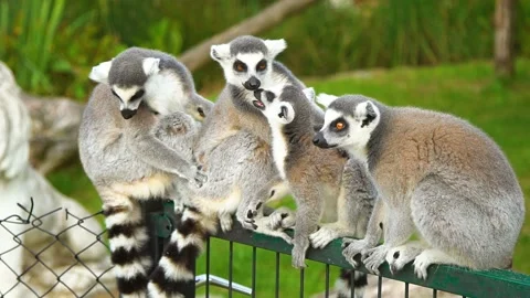 Lemur is Feeding. Close-up view on lemurs, sammer day, have fun on holidays Stock Footage 104590432