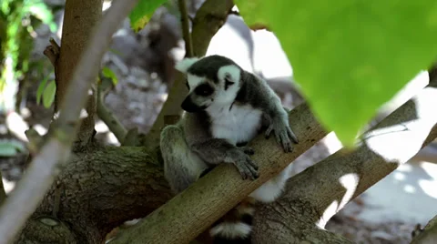 Lemur Stock Footage 32481764