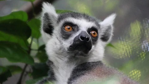 Lemur Stock Footage 85568025